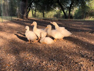 ducks on the farm