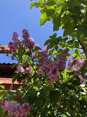 pink blossom in spring