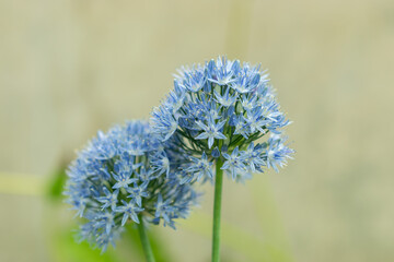 Blue globe onion or Allium Caeruleum plant in Saint Gallen in Switzerland