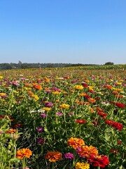 flower field