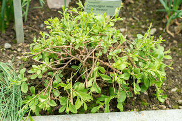 Ceratostigma Minus plant in Saint Gallen in Switzerland