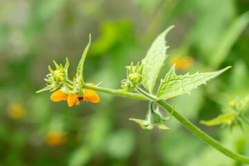 Loasa Acerifolia plant in Saint Gallen in Switzerland