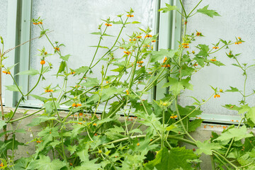 Loasa Acerifolia plant in Saint Gallen in Switzerland