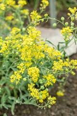 Lesquerella Arctica plant in Saint Gallen in Switzerland