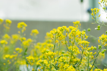 Obraz premium Lesquerella Arctica plant in Saint Gallen in Switzerland