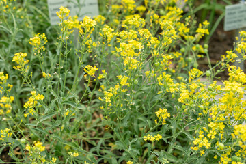 Lesquerella Arctica plant in Saint Gallen in Switzerland