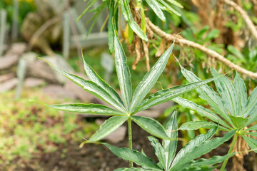 Himalayan cobra lily or Arisaema Consanguineum plant in Saint Gallen in Switzerland