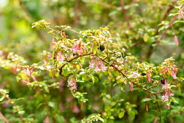Small leaf fuchsia or Fuchsia Microphylla plant in Saint Gallen in Switzerland