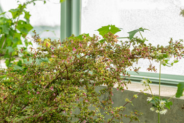 Small leaf fuchsia or Fuchsia Microphylla plant in Saint Gallen in Switzerland