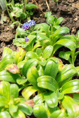 Obraz premium Myosotis Capitata plant in Saint Gallen in Switzerland