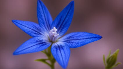 Single blue flower blooming in springtime