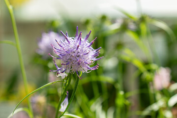 Phyteuma Charmelii plant in Saint Gallen in Switzerland