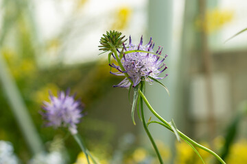 Phyteuma Charmelii plant in Saint Gallen in Switzerland