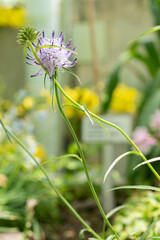 Phyteuma Charmelii plant in Saint Gallen in Switzerland