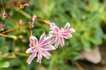 Siskiyou lewisia or Lewisia Cotyledon plant in Saint Gallen in Switzerland