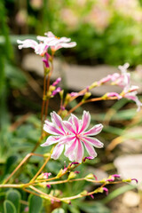 Siskiyou lewisia or Lewisia Cotyledon plant in Saint Gallen in Switzerland