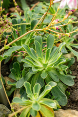 Fototapeta premium Siskiyou lewisia or Lewisia Cotyledon plant in Saint Gallen in Switzerland