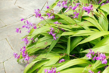 Obraz premium Hyacinth orchid or Bletilla Striata plant in Saint Gallen in Switzerland