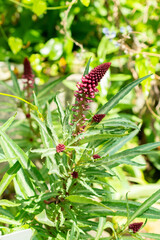 Lysimachia Atropurpurea plant in Saint Gallen in Switzerland