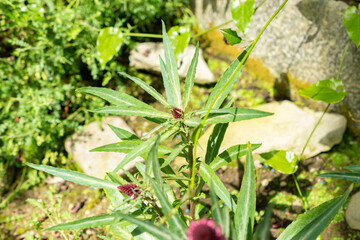 Lysimachia Atropurpurea plant in Saint Gallen in Switzerland