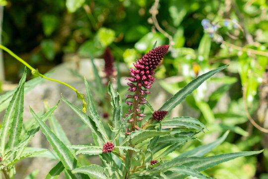 Lysimachia Atropurpurea plant in Saint Gallen in Switzerland
