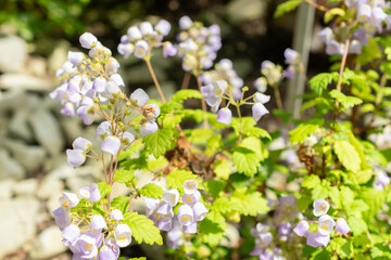 Teacup flower or Jovellana Punctata plant in Saint Gallen in Switzerland