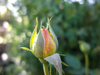unopened red rose blossom