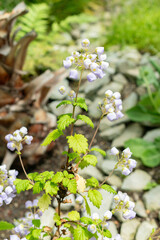 Teacup flower or Jovellana Punctata plant in Saint Gallen in Switzerland