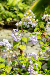 Teacup flower or Jovellana Punctata plant in Saint Gallen in Switzerland