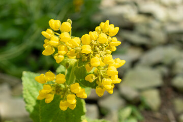 Calceolaria Plectranthifolia plant in Saint Gallen in Switzerland