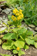 Calceolaria Plectranthifolia plant in Saint Gallen in Switzerland