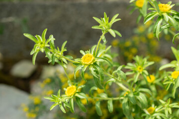 Asteriscus Aquaticus plant in Saint Gallen in Switzerland