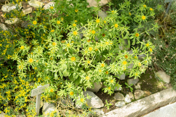 Asteriscus Aquaticus plant in Saint Gallen in Switzerland