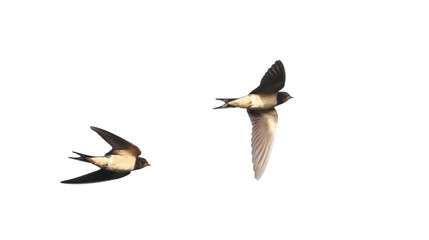 Swallow in flight , Hirundo rustica, isolated on white, birds of Montenegro