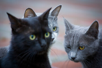 Obraz premium Group of 3 cats close-up portrait look up