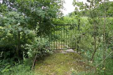Obraz premium The photo captures an fence that has become overgrown with lush summer foliage. The fence, which is partially visible, is weathered and worn.