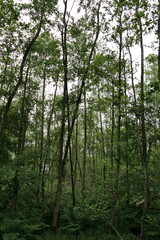 The photo captures a close-up of wild trees in a natural setting. The bark is textured and rugged, showing deep grooves and patches of moss. Some tree trunks are twisted and gnarled.