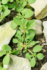 Anthyllis Tetraphylla plant in Saint Gallen in Switzerland