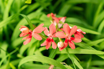 Anomatheca Laxa plant in Saint Gallen in Switzerland