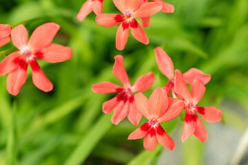 Obraz premium Anomatheca Laxa plant in Saint Gallen in Switzerland