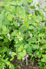 Clematis Addisonii plant in Saint Gallen in Switzerland