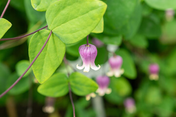 Clematis Addisonii plant in Saint Gallen in Switzerland