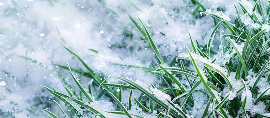 Snow covering green grass, creating a wintry backdrop with copy space image available.