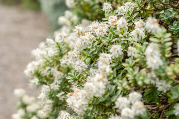 Fototapeta premium Disk leaved hebe or Hebe Pinguifolia plant in Saint Gallen in Switzerland