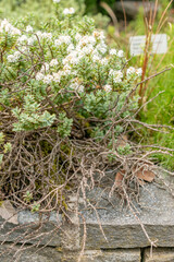 Disk leaved hebe or Hebe Pinguifolia plant in Saint Gallen in Switzerland