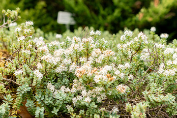 Disk leaved hebe or Hebe Pinguifolia plant in Saint Gallen in Switzerland