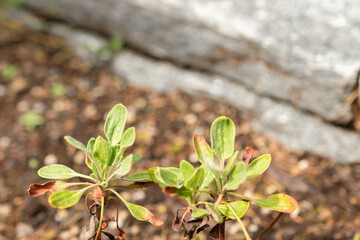 Eriogonum Flavum plant in Saint Gallen in Switzerland