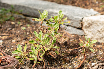 Eriogonum Flavum plant in Saint Gallen in Switzerland