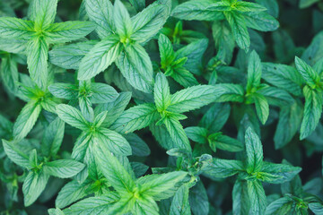 Close-up of mint. Green background. © erika8213
