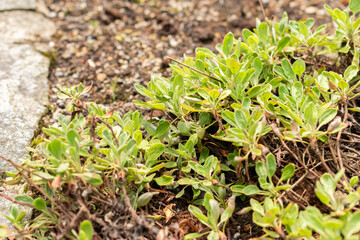 Eriogonum Flavum plant in Saint Gallen in Switzerland